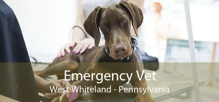 Emergency Vet West Whiteland - Pennsylvania