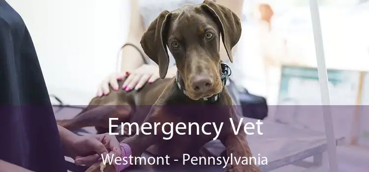 Emergency Vet Westmont - Pennsylvania