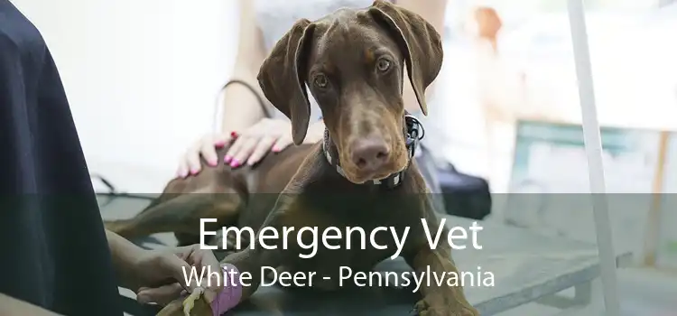 Emergency Vet White Deer - Pennsylvania