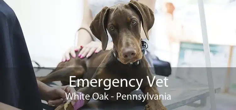 Emergency Vet White Oak - Pennsylvania