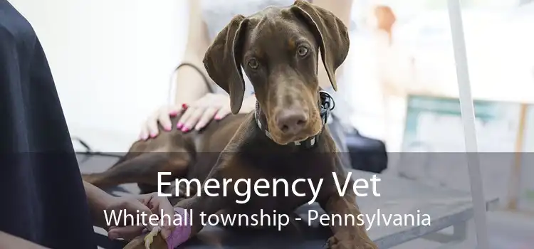 Emergency Vet Whitehall township - Pennsylvania