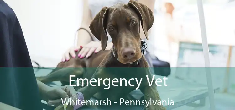 Emergency Vet Whitemarsh - Pennsylvania