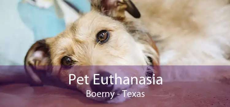 Pet Euthanasia Boerny - Texas