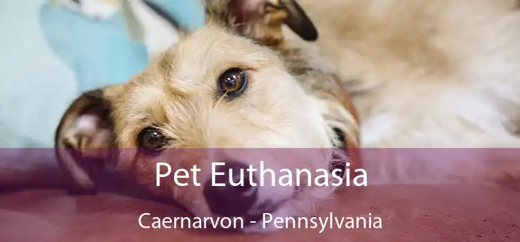 Pet Euthanasia Caernarvon - Pennsylvania