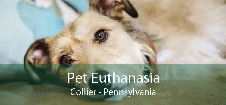Pet Euthanasia Collier - Pennsylvania