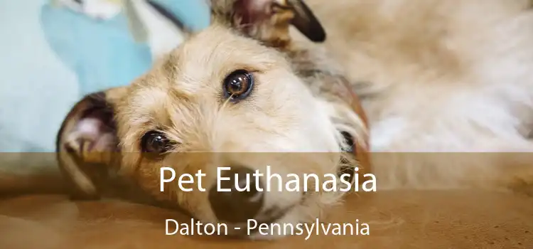 Pet Euthanasia Dalton - Pennsylvania