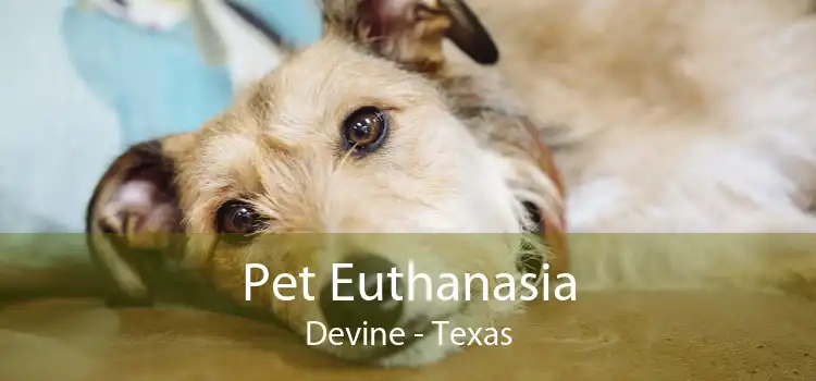 Pet Euthanasia Devine - Texas