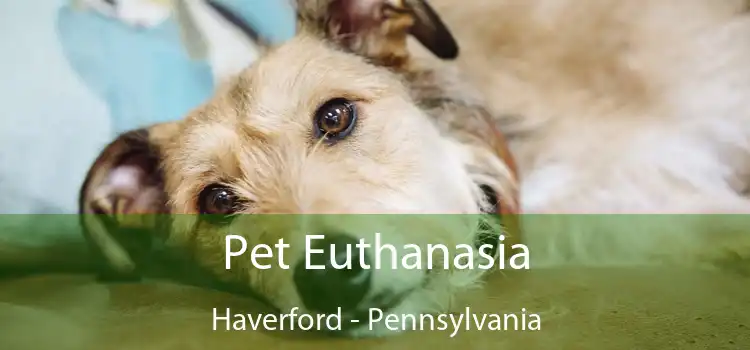 Pet Euthanasia Haverford - Pennsylvania