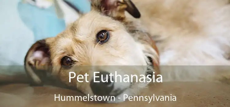Pet Euthanasia Hummelstown - Pennsylvania
