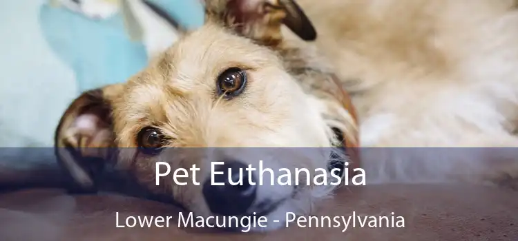 Pet Euthanasia Lower Macungie - Pennsylvania