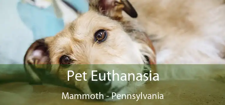 Pet Euthanasia Mammoth - Pennsylvania