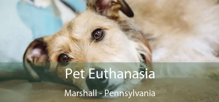 Pet Euthanasia Marshall - Pennsylvania