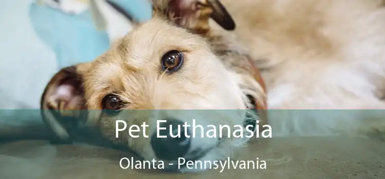 Pet Euthanasia Olanta - Pennsylvania