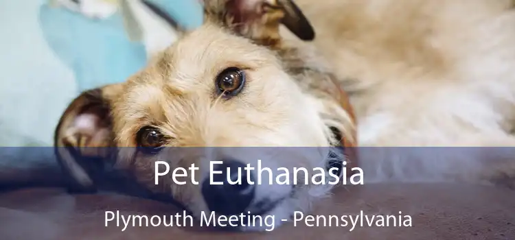 Pet Euthanasia Plymouth Meeting - Pennsylvania