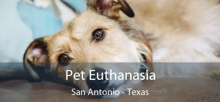 Pet Euthanasia San Antonio - Texas