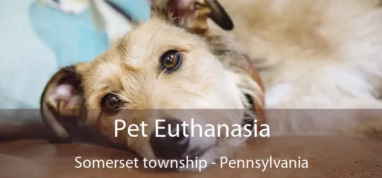 Pet Euthanasia Somerset township - Pennsylvania