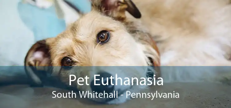 Pet Euthanasia South Whitehall - Pennsylvania