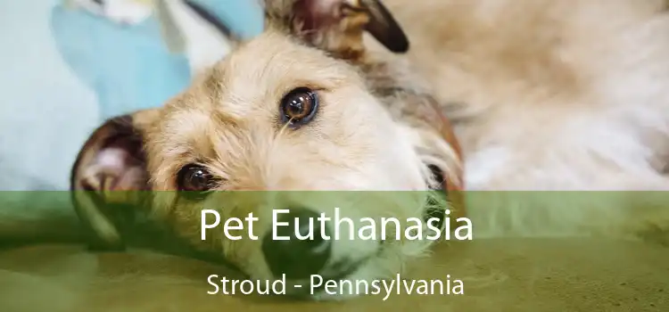 Pet Euthanasia Stroud - Pennsylvania