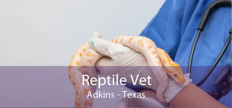 Reptile Vet Adkins - Texas