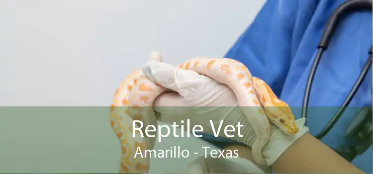 Reptile Vet Amarillo - Texas
