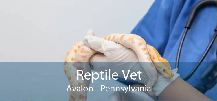 Reptile Vet Avalon - Pennsylvania