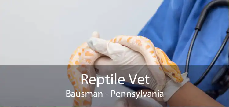 Reptile Vet Bausman - Pennsylvania