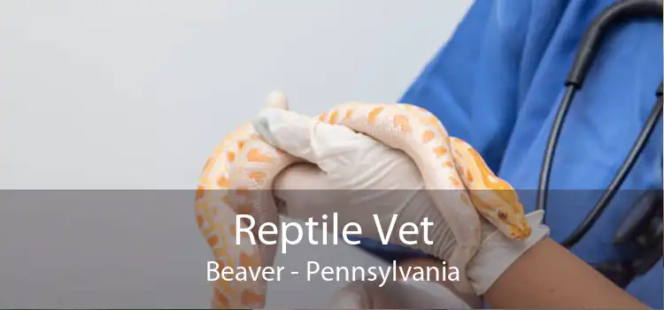 Reptile Vet Beaver - Pennsylvania
