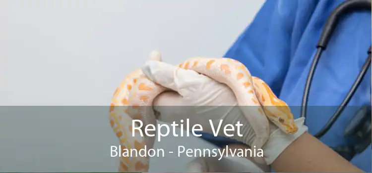 Reptile Vet Blandon - Pennsylvania