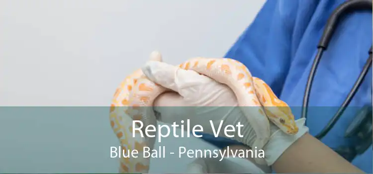 Reptile Vet Blue Ball - Pennsylvania