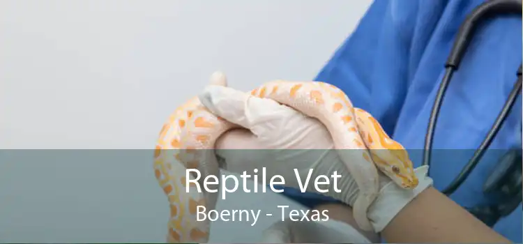 Reptile Vet Boerny - Texas
