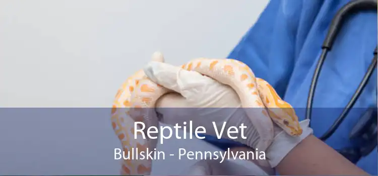 Reptile Vet Bullskin - Pennsylvania