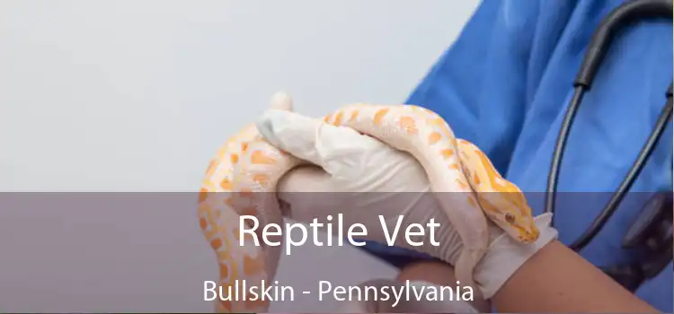 Reptile Vet Bullskin - Pennsylvania