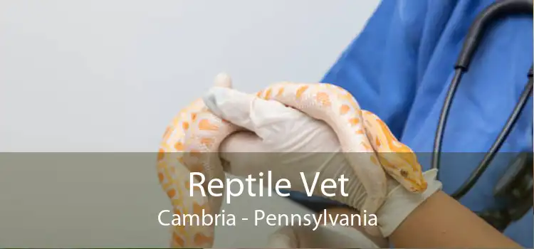 Reptile Vet Cambria - Pennsylvania