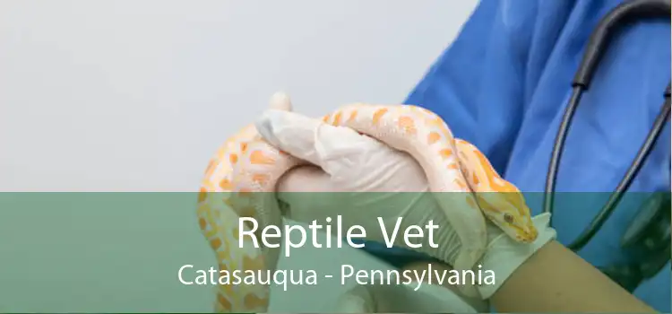 Reptile Vet Catasauqua - Pennsylvania