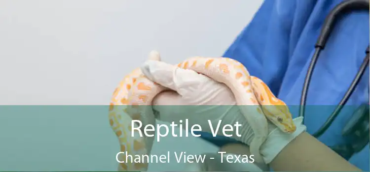Reptile Vet Channel View - Texas