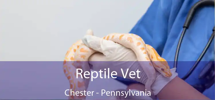 Reptile Vet Chester - Pennsylvania