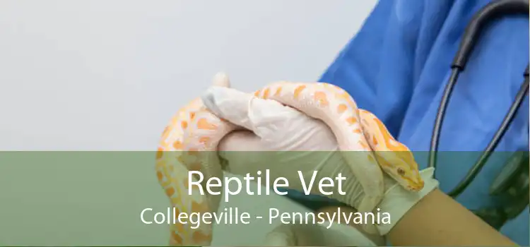 Reptile Vet Collegeville - Pennsylvania