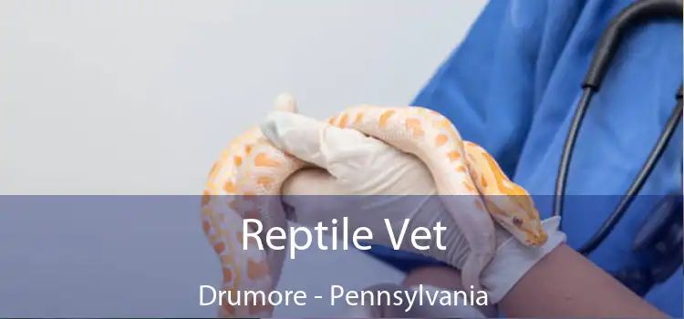 Reptile Vet Drumore - Pennsylvania