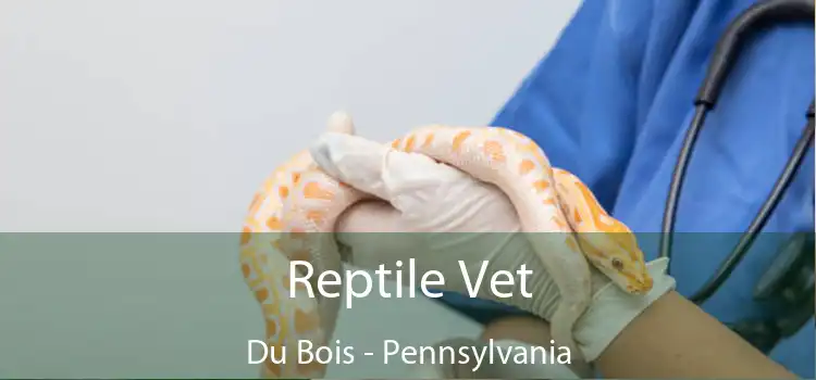 Reptile Vet Du Bois - Pennsylvania