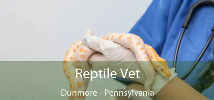 Reptile Vet Dunmore - Pennsylvania