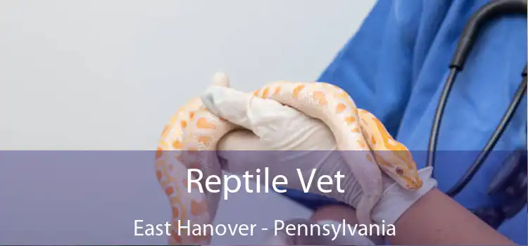 Reptile Vet East Hanover - Pennsylvania