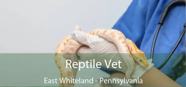 Reptile Vet East Whiteland - Pennsylvania