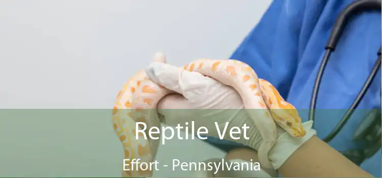 Reptile Vet Effort - Pennsylvania