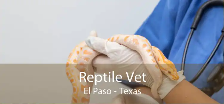 Reptile Vet El Paso - Texas