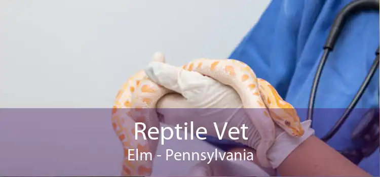 Reptile Vet Elm - Pennsylvania