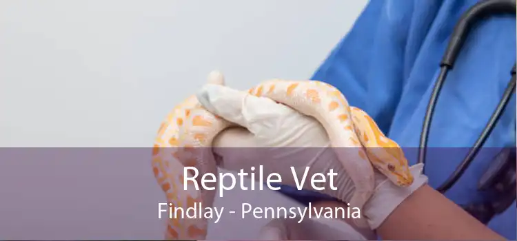 Reptile Vet Findlay - Pennsylvania