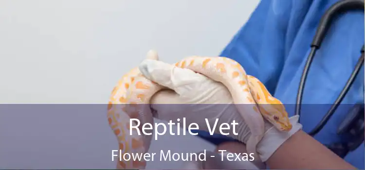 Reptile Vet Flower Mound - Texas