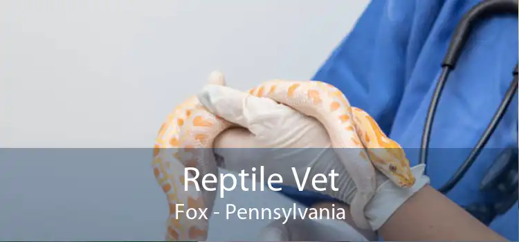 Reptile Vet Fox - Pennsylvania