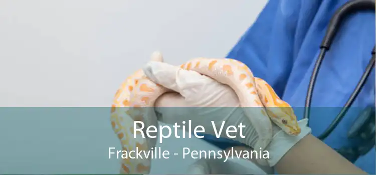Reptile Vet Frackville - Pennsylvania