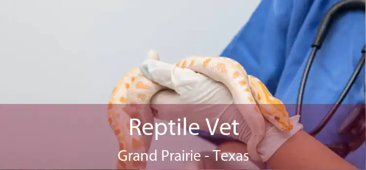 Reptile Vet Grand Prairie - Texas